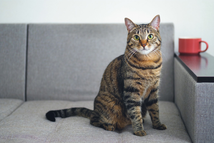 12 خصوصیت مشترک در میان تمام گربه‌ های خانگی