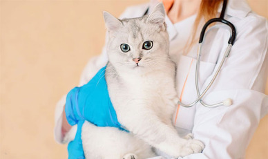 بیماری‌های شایع کلیه گربه و درمان آن با رژیم غذایی