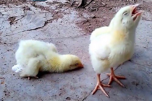 آسپرژیلوزیس در پرندگان