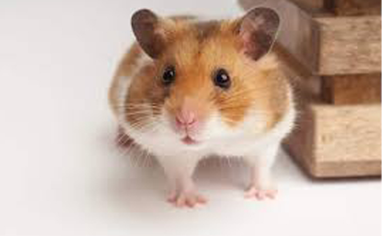 همستر حیوان خانگی بی آزار