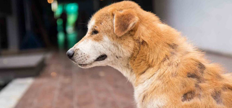 درمان آلرژی در سگ ها