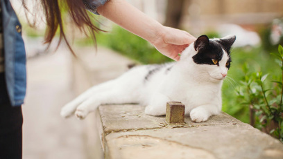 دلایل جلوگیری از خروج گربهها از خانه