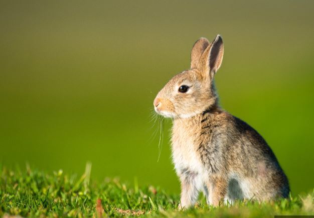 عقیم کردن خرگوش خانگی