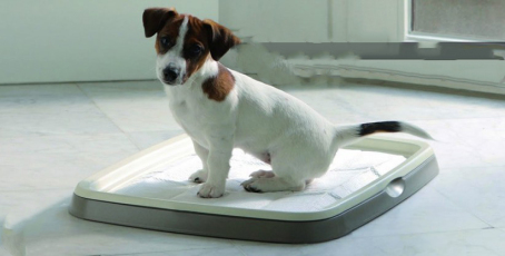 7 گام ساده برای آموزش محل دستشویی به توله‌ سگ