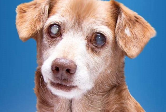 آب مروارید در سگ ها و راه های درمان