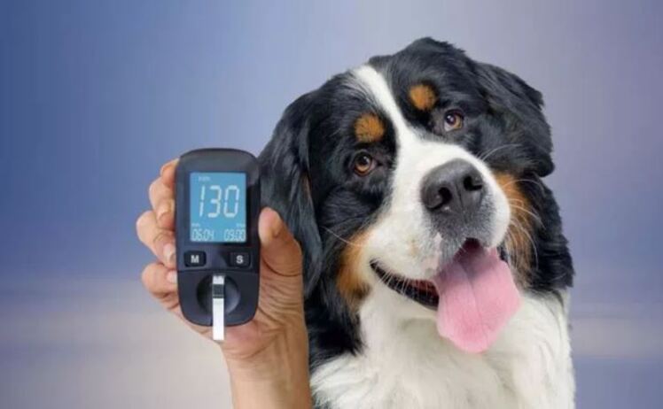 اهمیت تست قند خون در سگ ها