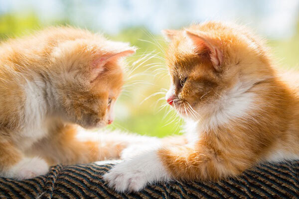 زبان بدن گربه‌ها