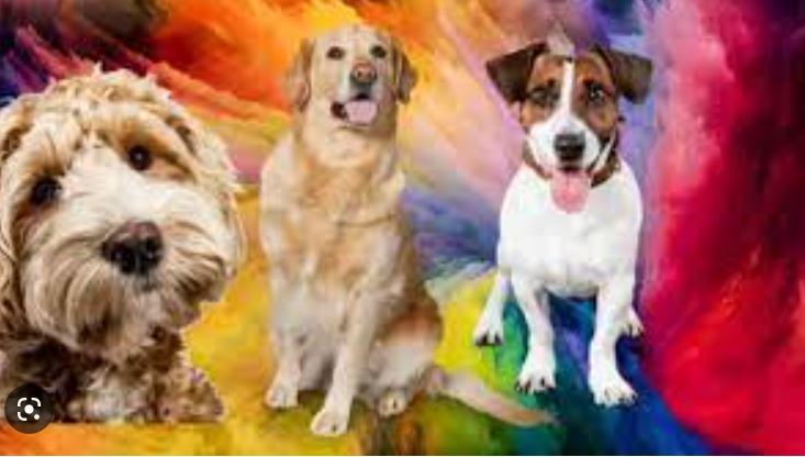 سگ ها چه رنگ هایی را می بینند؟