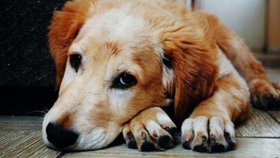 بیماریهای کشنده برای سگ ها