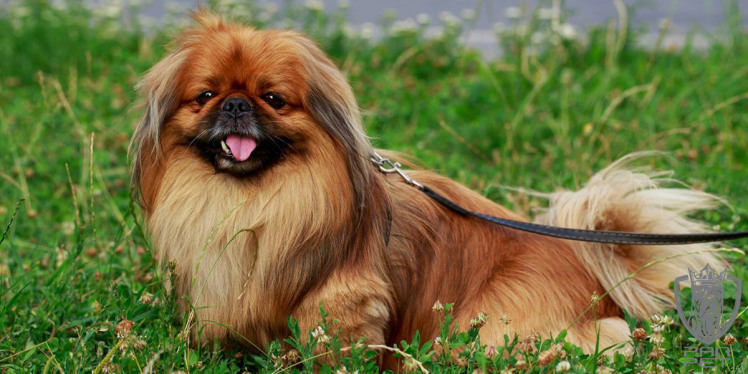 آشنایی با سگ نژاد پیکینیز