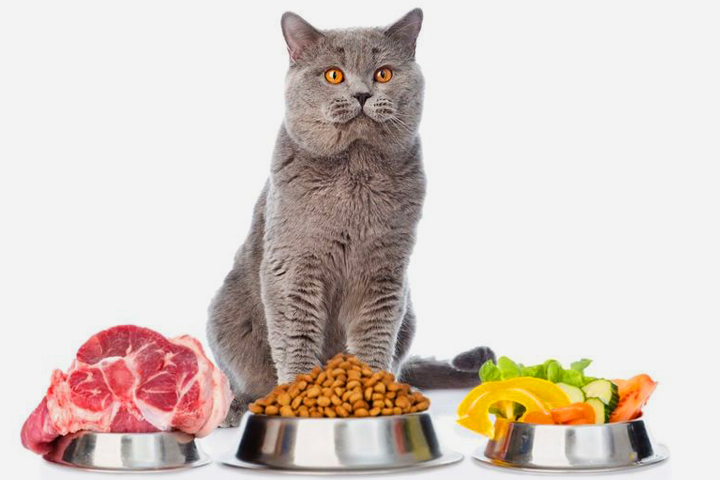 7 نکته بسیار مهم در پختن غذای خانگی گربه‌ها