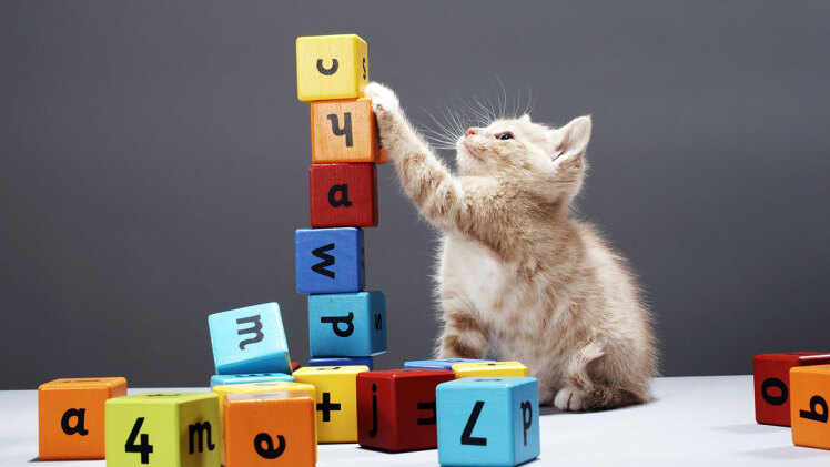 اهمیت بازی با گربه